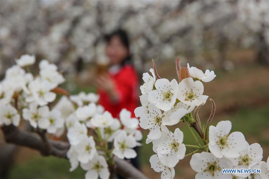 #CHINA-SPRING-FLOWERS(CN)