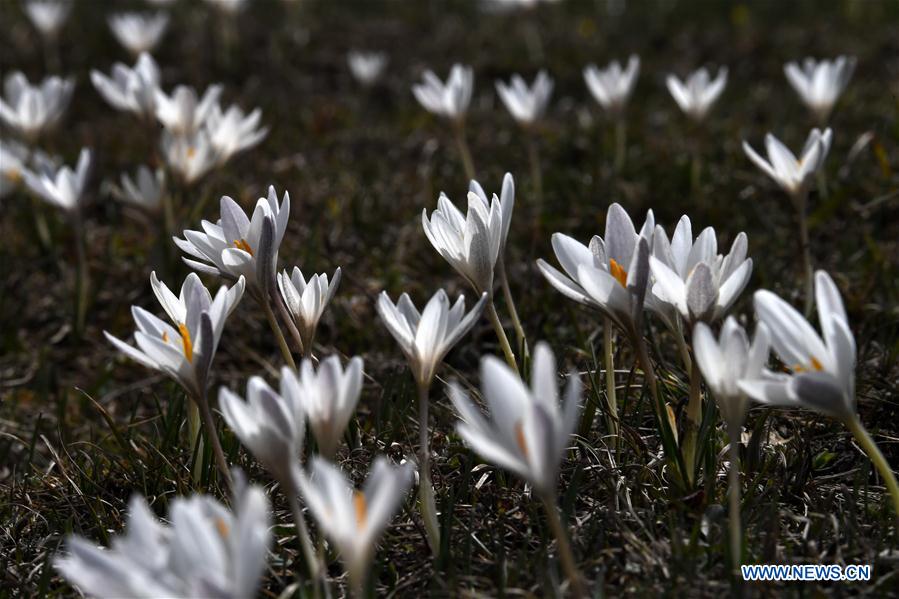 CHINA-XINJIANG-XINYUAN-LILY FLOWERS (CN)