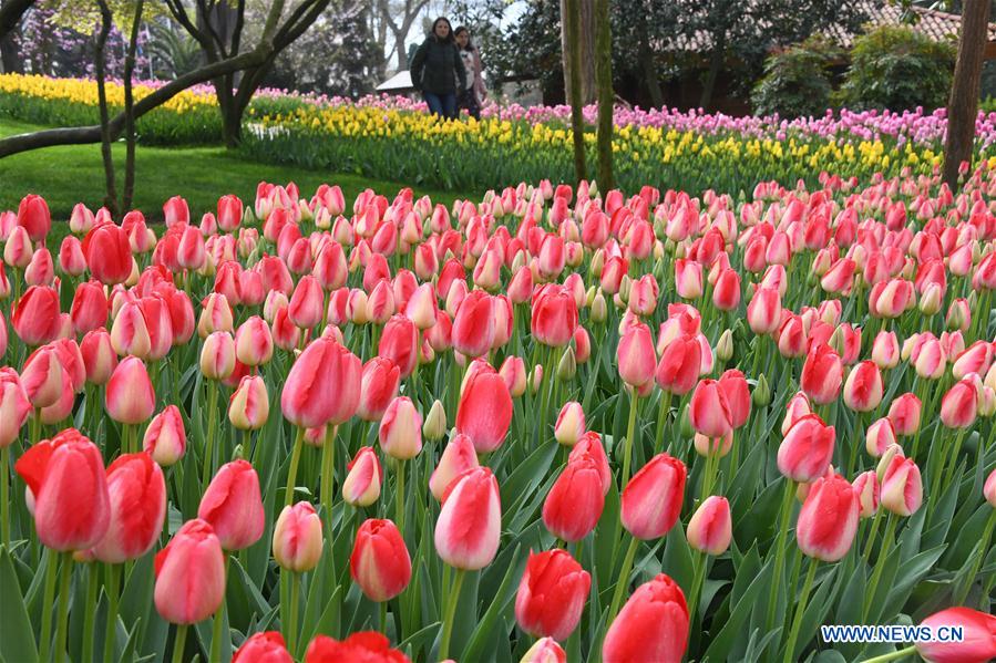 TURKEY-ISTANBUL-TULIPS