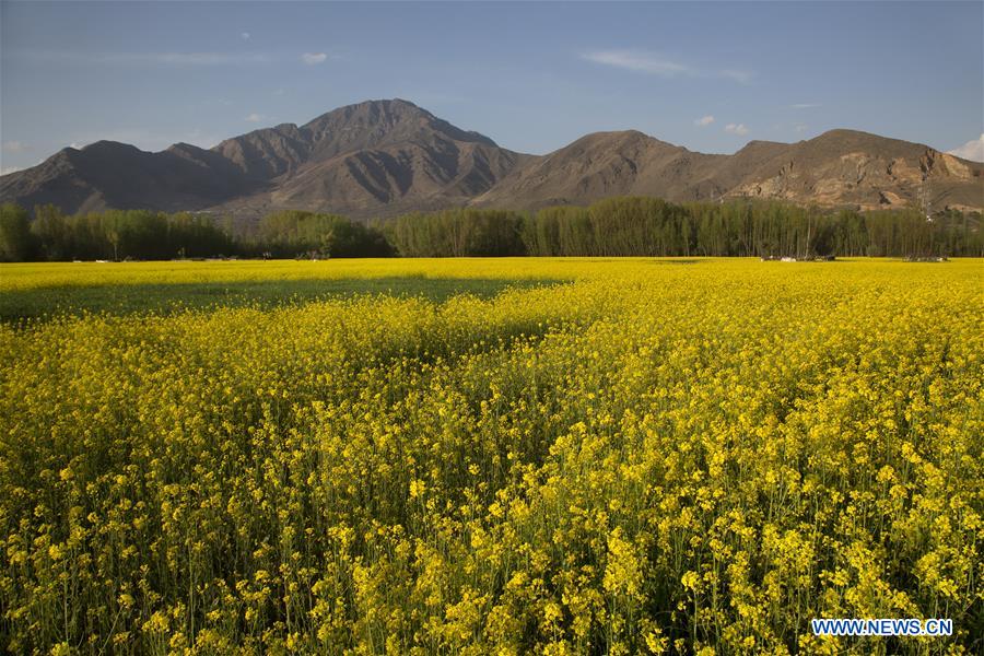 KASHMIR-SRINAGAR-MUSTARD BLOSSOM SCENERY