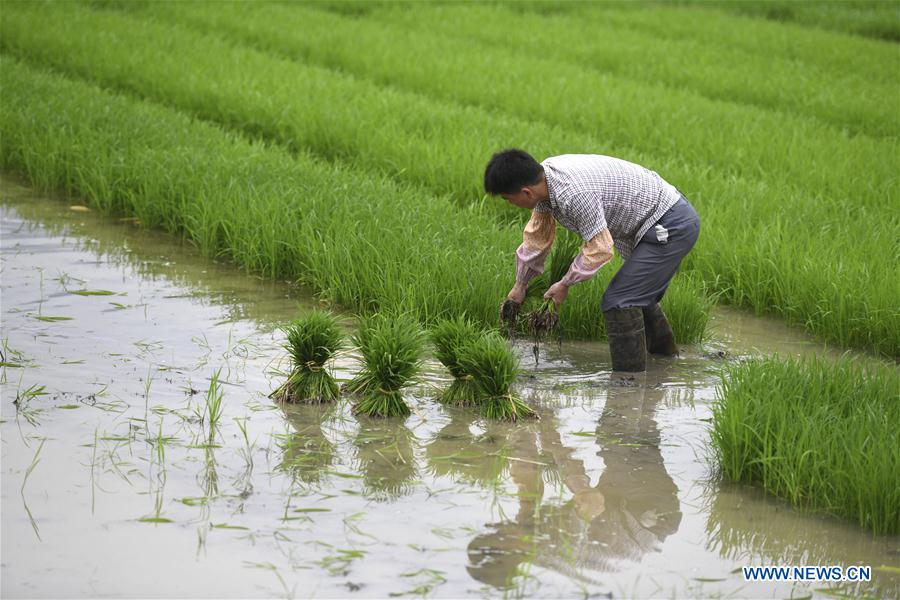 #CHINA-GUYU-AGRICULTURE-FARM WORK (CN)