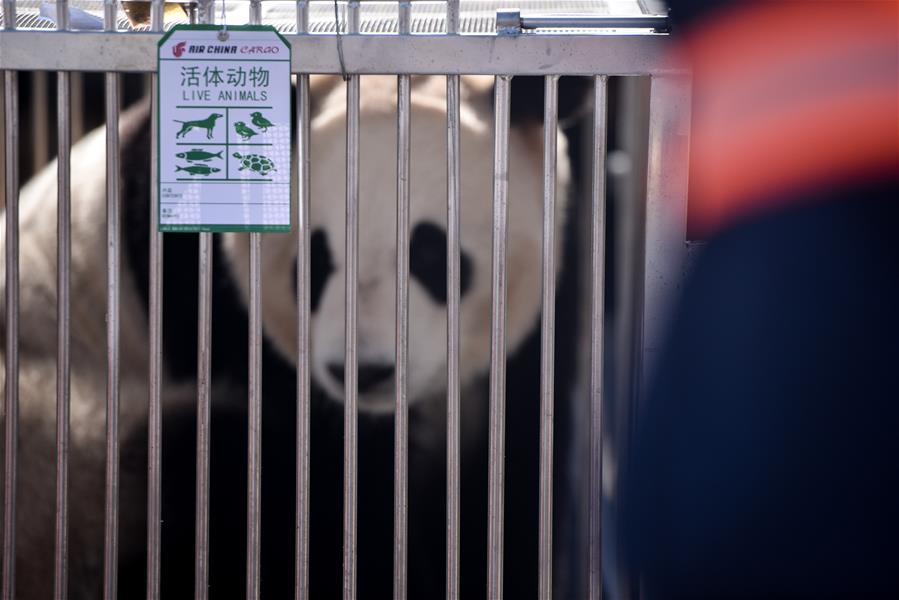 CHINA-QINGHAI-XINING-GIANT PANDAS (CN)