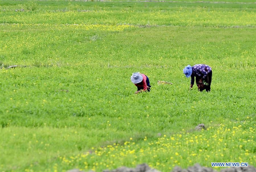 CHINA-TIBET-XIGAZE-SCENERY (CN)