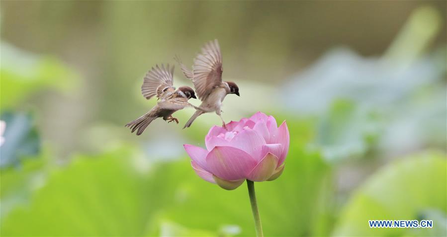 #CHINA-BEIJING-LOTUS-SPARROWS (CN)