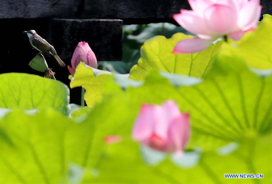 #CHINA-JIANGSU-SUZHOU-LOTUS FLOWERS (CN)