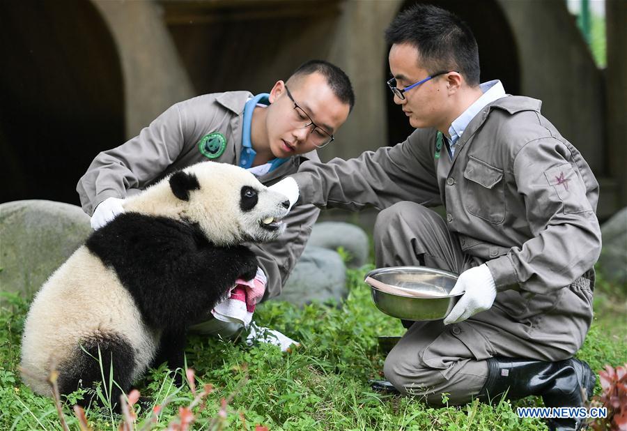 (EcoChina)CHINA-HORTICULTURAL EXPO-SICHUAN (CN)