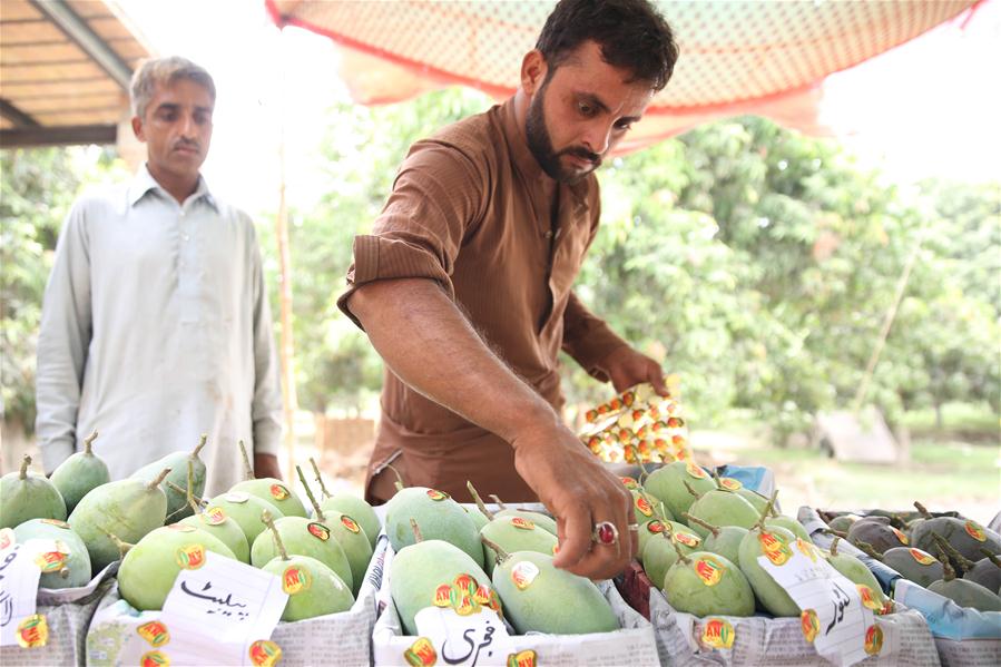 PAKISTAN-VEHARI-MANGO 