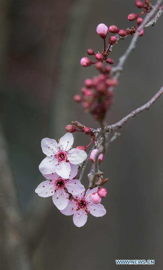 AUSTRALIA-CANBERRA-CHERRY BLOSSOMS