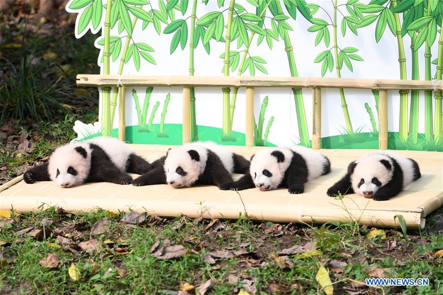 CHINA-CHONGQING-GIANT PANDA TWINS-NAMING CEREMONY (CN)