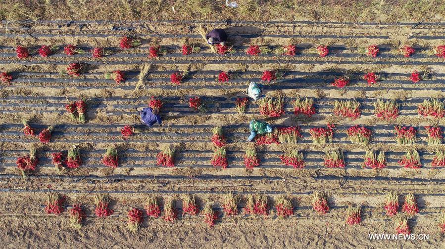 CHINA-LIAONING-FAKU-CHILI PEPPER-HARVEST (CN)