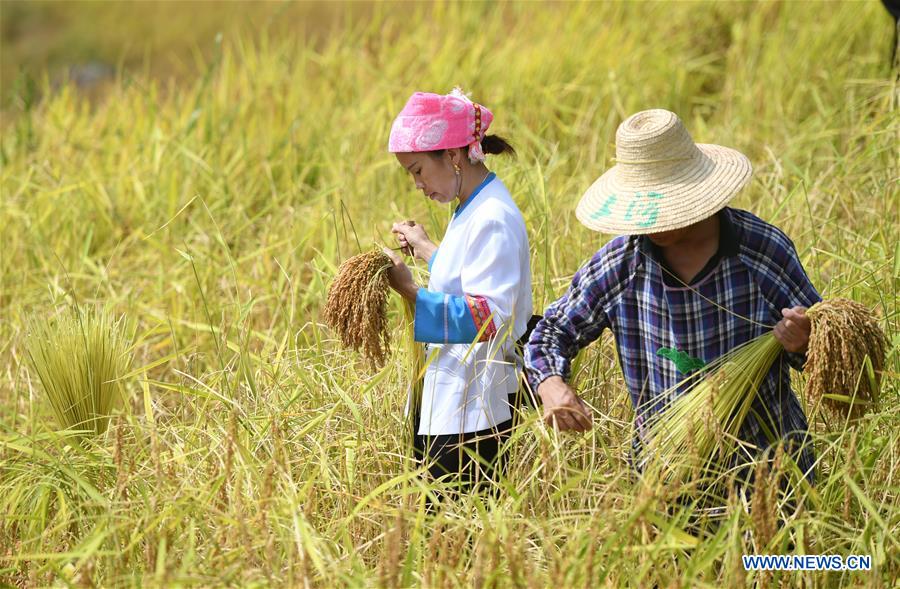 CHINA-GUANGXI-RICE-HARVEST (CN)