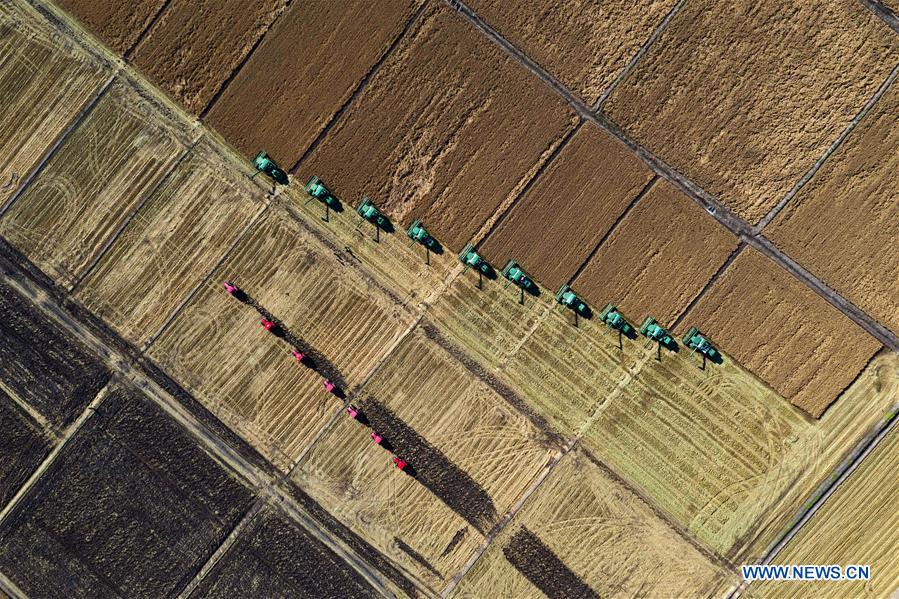 CHINA-HEILONGJIANG-TONGJIANG-HARVEST (CN)