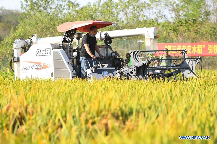 (Eyesonsci)CHINA-HUNAN-THIRD-GENERATION-HYBRID RICE (CN)