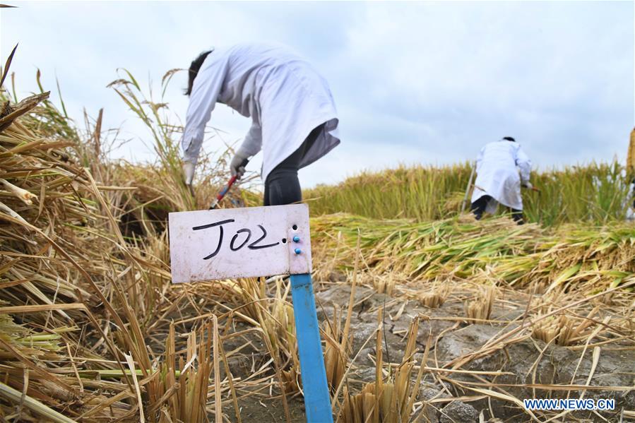 (EyesonSci)CHINA-SHANDONG-SALINE SOIL RICE (CN)