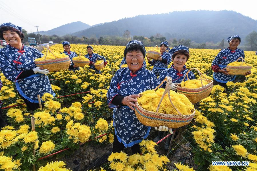 CHINA-ZHEJIANG-CHANGXING-CHRYSANTHEMUM (CN)