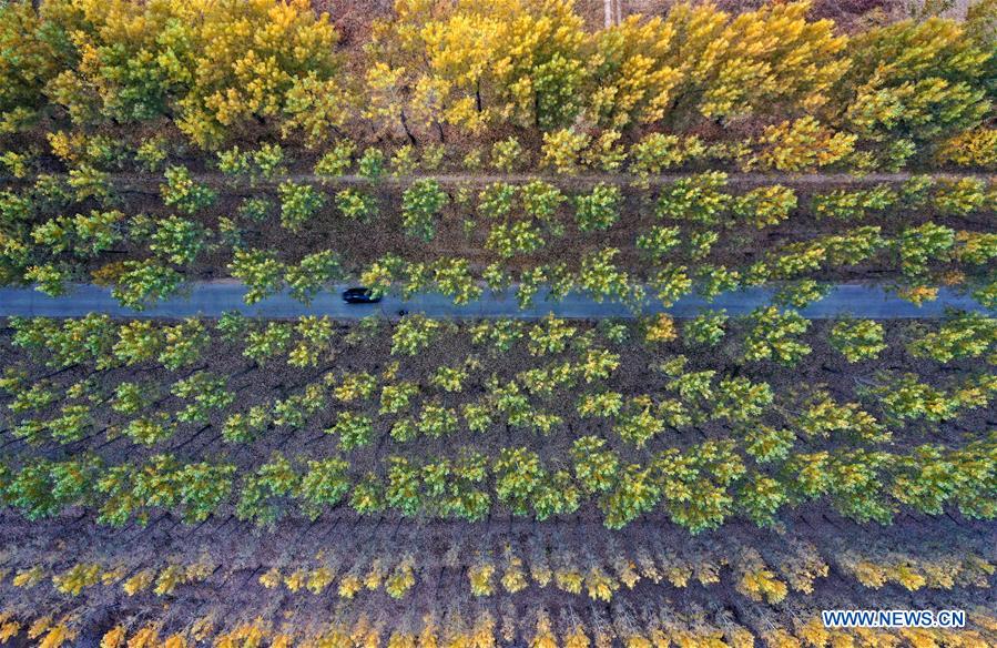 CHINA-HEBEI-XIONGAN-FOREST-AERIAL VIEW