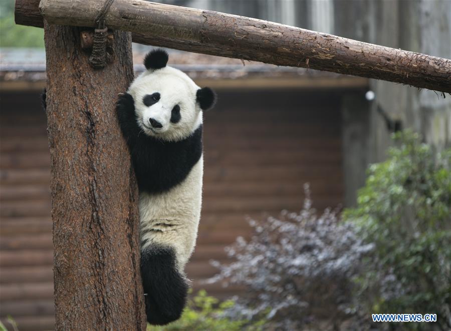 CHINA-CHENGDU-GIANT PANDA (CN)