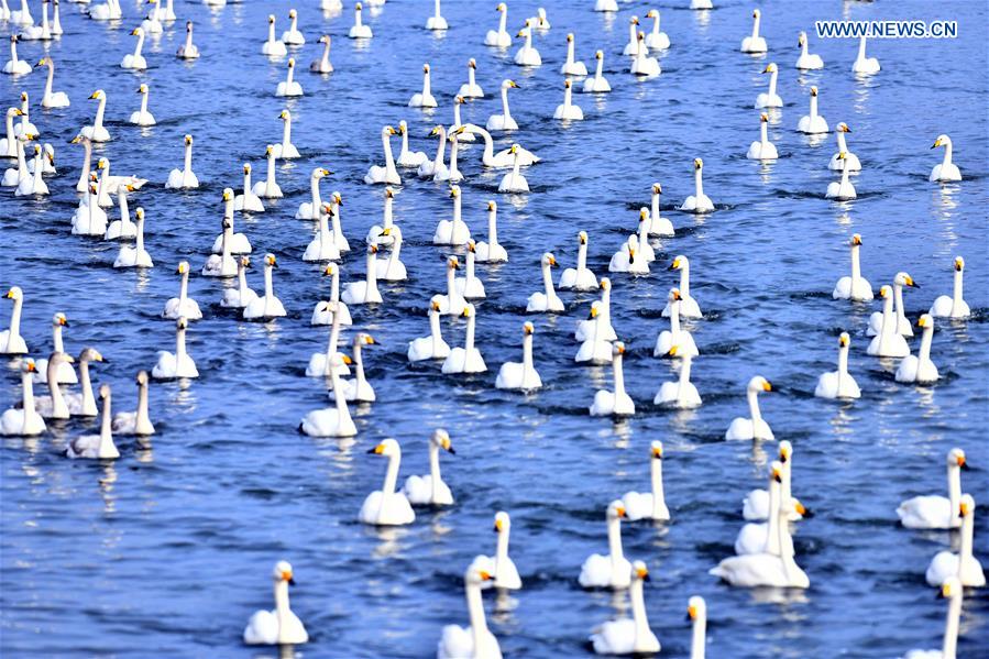 CHINA-SHANDONG-RONGCHENG-WHOOPER SWANS (CN)