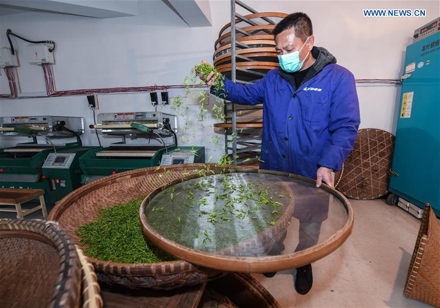 CHINA-ZHEJIANG-SPRING TEA-PICKING (CN)