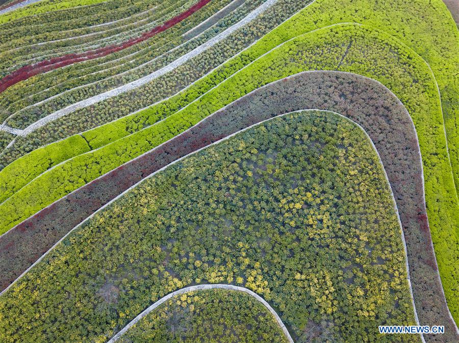 #CHINA-SPRING-SCENERY(CN)