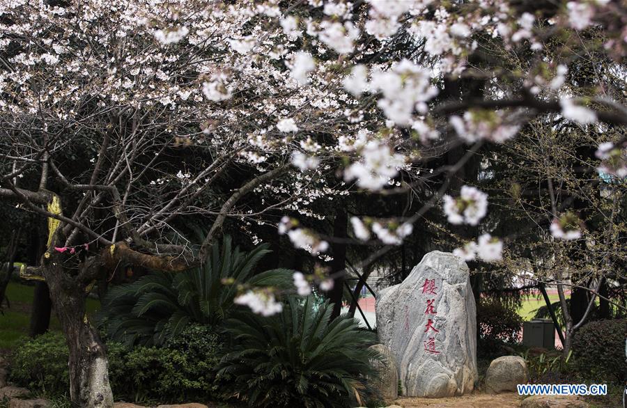 CHINA-HUBEI-WUHAN UNIVERSITY-CHERRY BLOSSOMS (CN)