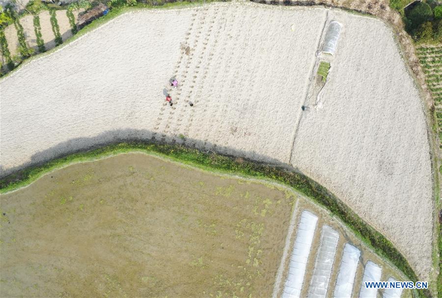 CHINA-CHONGQING-SPRING-FARMING (CN)