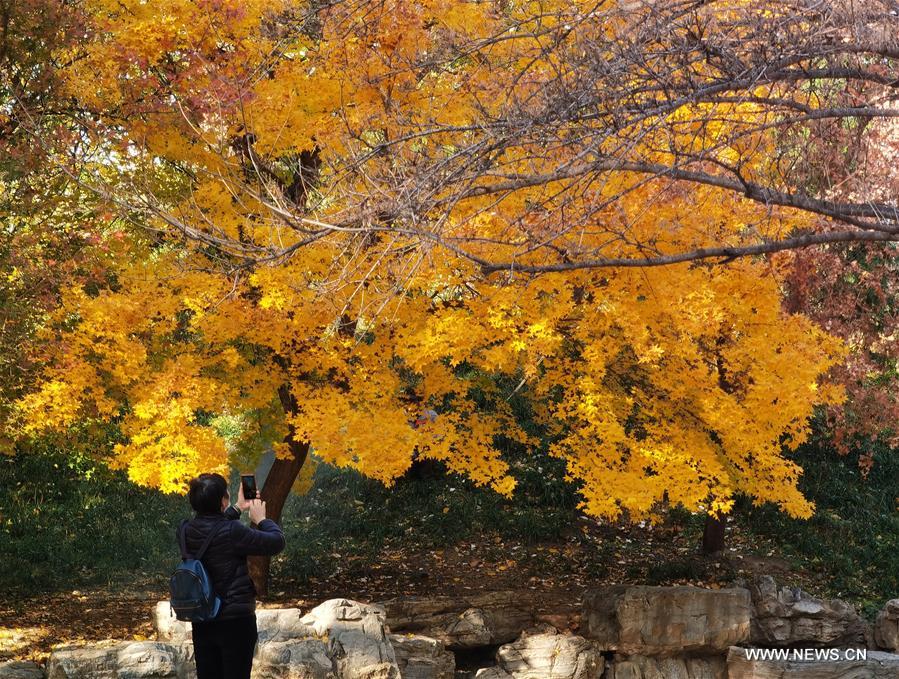 CHINA-BEIJING-YUANMINGYUAN-AUTUMN SCENERY (CN)