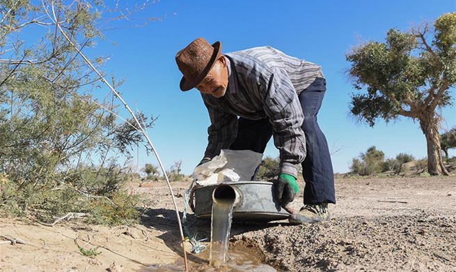 Pic story: 81-year-old herdsman takes care of desert poplar trees in China's Inner Mongolia