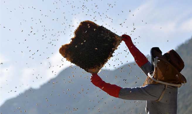 Pic story of bee farmer in China's Hubei