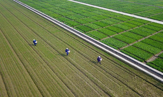 Farmers busy with farm work in early spring across China