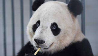 Giant panda Bao Bao ends one-month quarantine in Sichuan