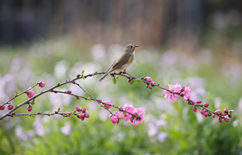 Spring scenery in Beijing