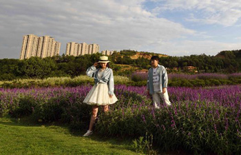 Blooming flowers attract tourists in China's Yunnan