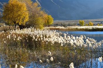 Reed flowers seen in wetland in China's Tibet