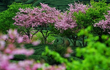 Scenery of cherry blossoms in SE China's Fujian