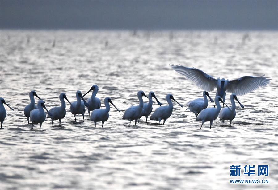 （图文互动）（4）十年树木、红树成林——“海上森林”回归记