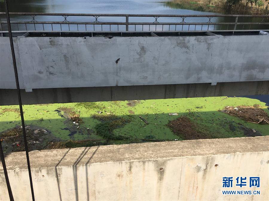 （新华视点·图文互动）（2）上游洪水来袭下游鱼蟹死亡，泄洪为何变泄污？