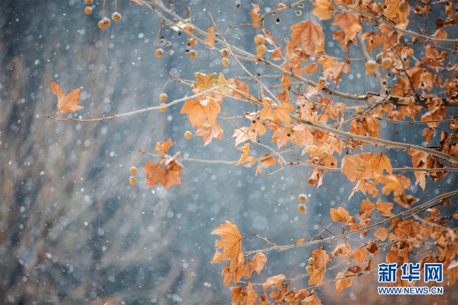 #（环境）（2）瑞雪迎新年