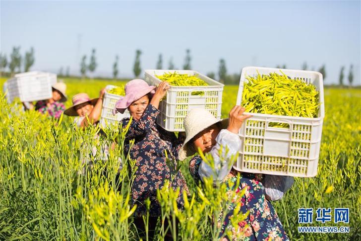 （在习近平新时代中国特色社会主义思想指引下——新时代新作为新篇章·乡村振兴战略·图文互动）（1）一株忘忧草，万家喜眉梢——山西省大同市云州区黄花产业扶贫观察