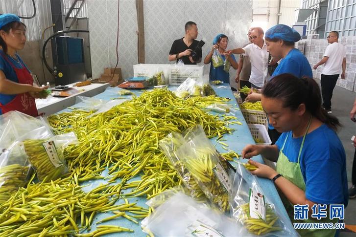 （在习近平新时代中国特色社会主义思想指引下——新时代新作为新篇章·乡村振兴战略·图文互动）（3）一株忘忧草，万家喜眉梢——山西省大同市云州区黄花产业扶贫观察