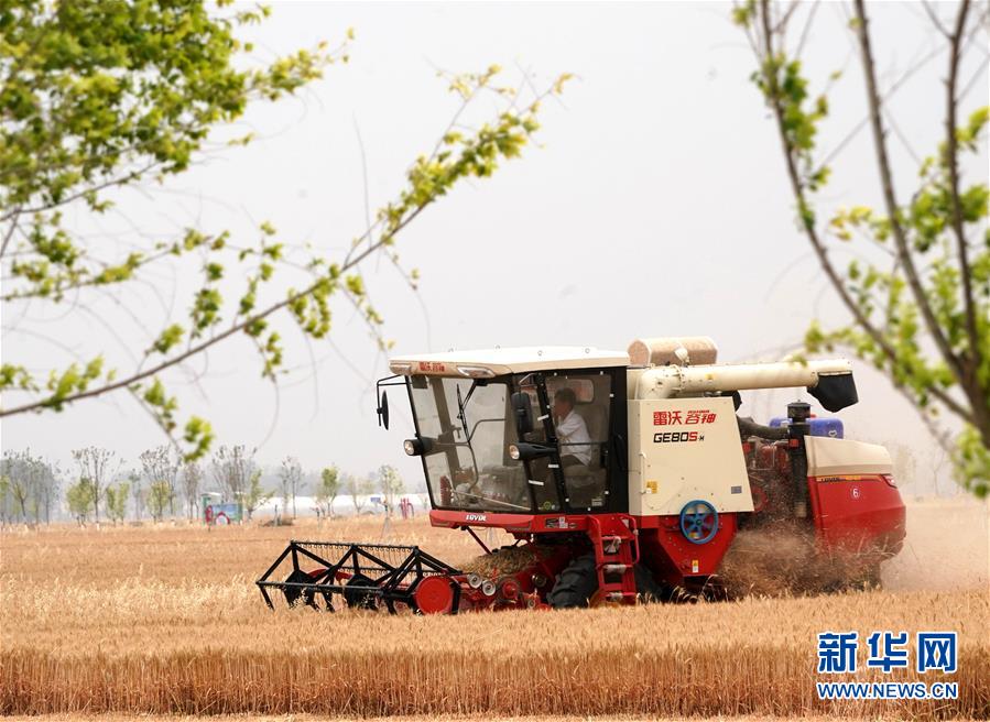 （新华全媒头条·图文互动）（8）庚子之丰——2020年河南夏粮丰收图景