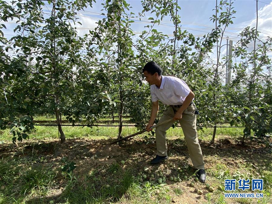 （决战决胜脱贫攻坚·图文互动）（1）高原红了，日子好了——贵州海拔最高县发展苹果产业见闻