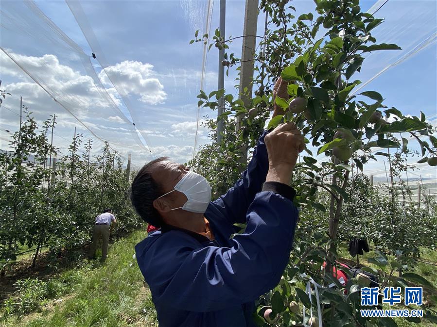 （决战决胜脱贫攻坚·图文互动）（2）高原红了，日子好了——贵州海拔最高县发展苹果产业见闻