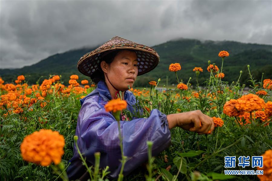 （图文互动）（3）幸?；?mdash;—高黎贡山下“万亩花海”带富美丽乡村