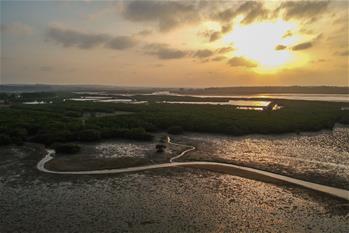 十年树木、红树成林——“海上森林”回归记