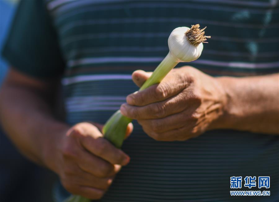 记者手记：寻访昆仑“桃花源”的“祛病”良方