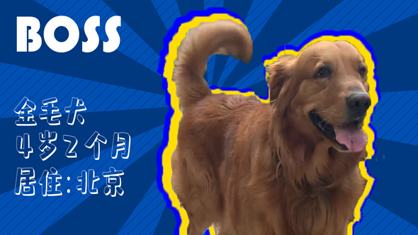 有效拴绳&科学遛狗——如何文明养犬？“捡屎官”们快看过来！