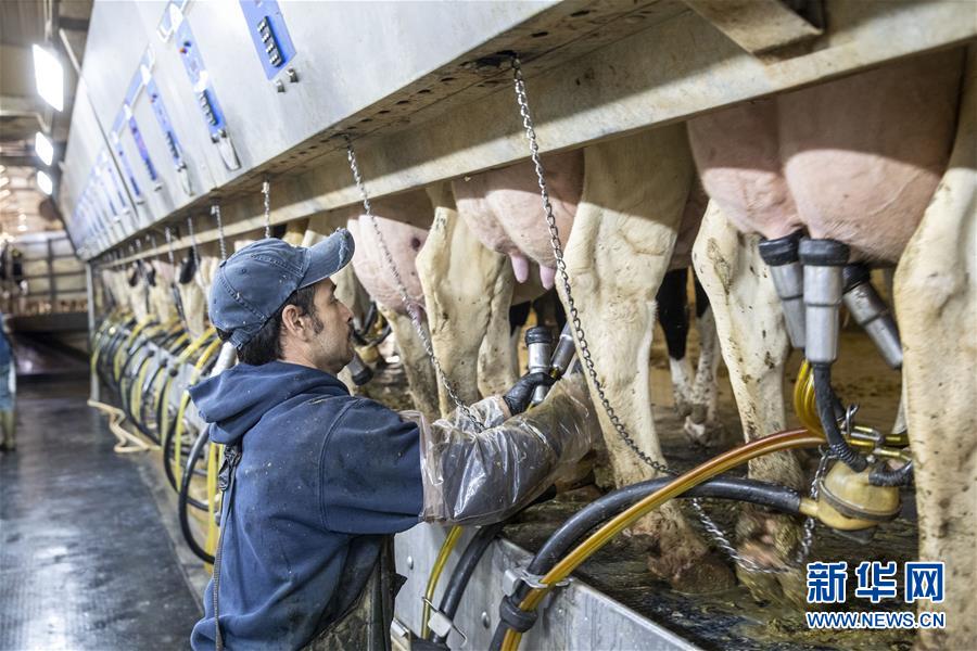 （国际·图文互动）（5）通讯：“希望我们的乳制品顺利装船驶向中国”——美国奶农期盼中美贸易争端早日解决