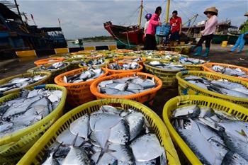 海南琼海：秋来捕捞忙